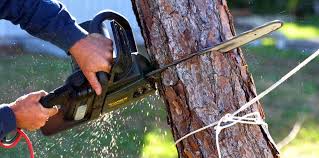 Best Arborist Consultation Services  in Aspen Hill, MD