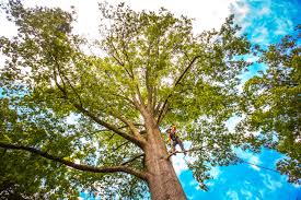 Best Tree Trimming and Pruning  in Aspen Hill, MD