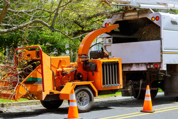 Why Choose Our Tree Removal Services in Aspen Hill, MD?